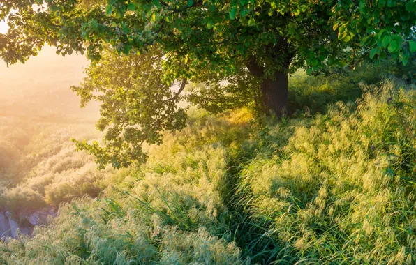 Picture trees, morning, light, slope, fog, branch, glade, path