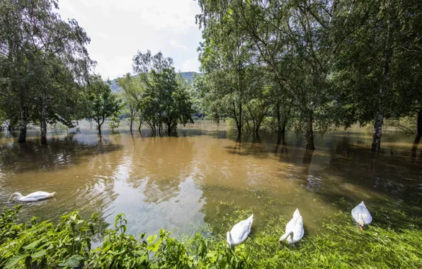 Picture trees, river, Germany, swans, Mosel