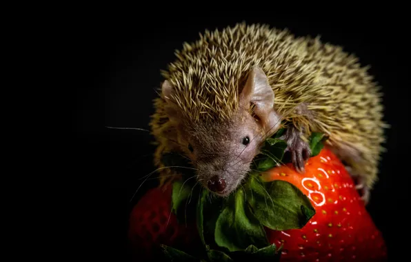Look, berries, strawberry, muzzle, hedgehog, black background, sitting, hedgehog