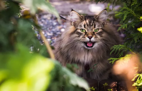 Language, cat, summer, cat, look, face, leaves, branches