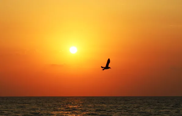 Sea, sunset, Seagull, the evening