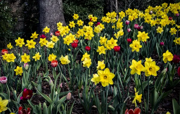 Picture yellow, red, Park, spring, tulips, flowerbed, daffodils
