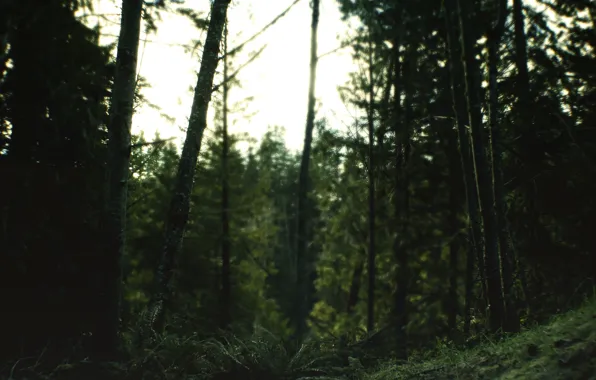 Nature, Focus, Morning, Blur, Forest, North, Woods, Autumn Aurora