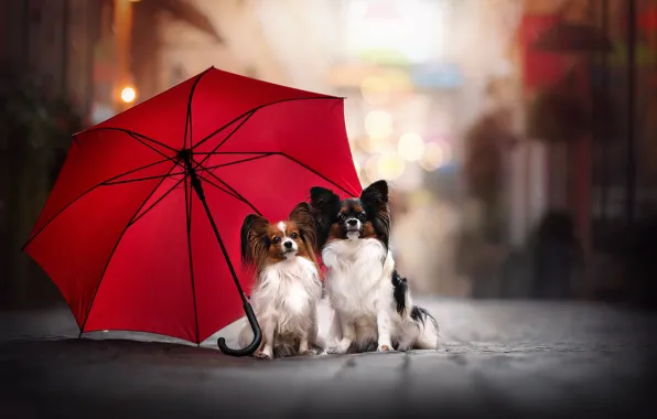 Picture umbrella, a couple, two dogs, Papillon