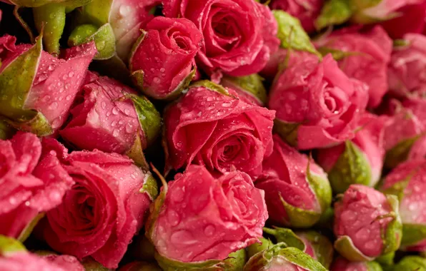 Picture flowers, background, roses, pink, fresh, pink, flowers, background