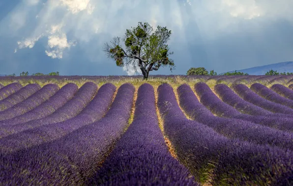 Field, summer, clouds, rays, light, trees, flowers, tree