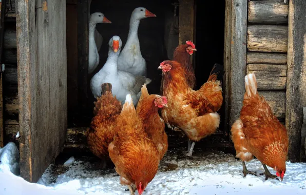 Winter, snow, birds, chicken, the door, the barn, wooden, a lot