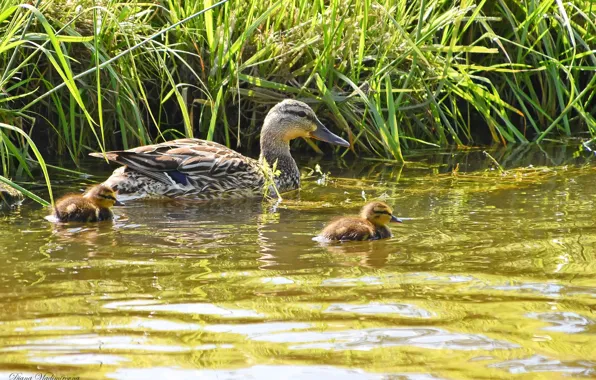 Summer, birds, ducklings