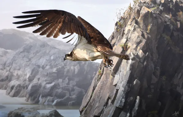 Rocks, bird, hawk, osprey