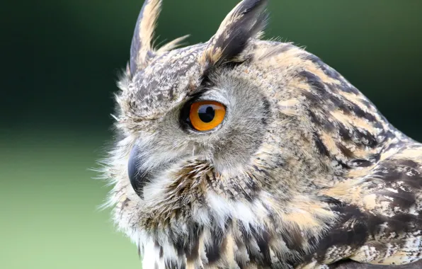 Picture Owl, Bird, Feathers, Beak