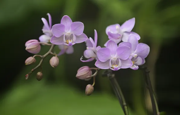 Flowers, stems, pink, orchids, buds, green background, Orchid, lilac