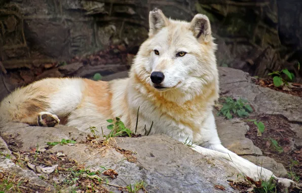 White, look, face, pose, the dark background, wolf, lies, polar
