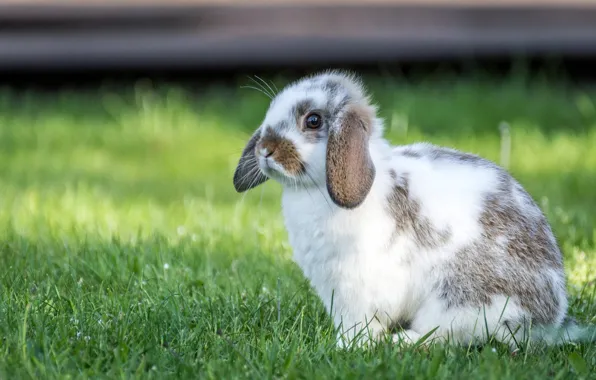 Grass, look, nature, glade, hare, rabbit, fold, face
