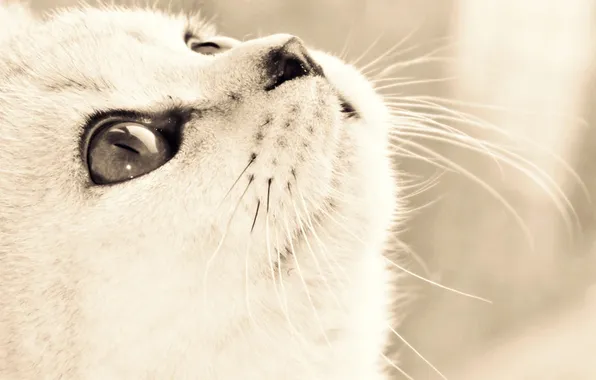 Eyes, cat, look, face, Cat, art