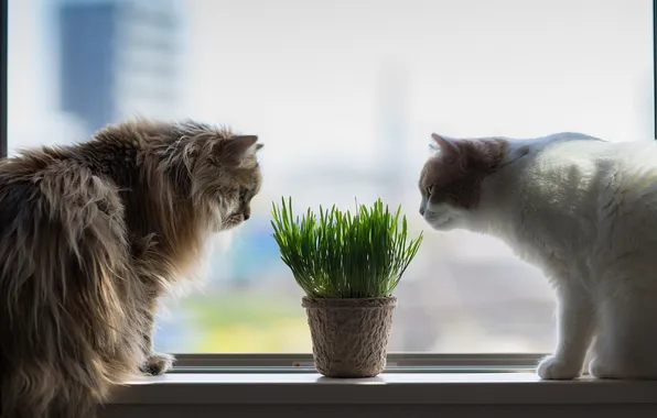 Picture cats, window, Torode