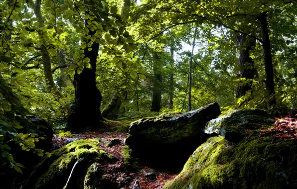 Forest, summer, nature