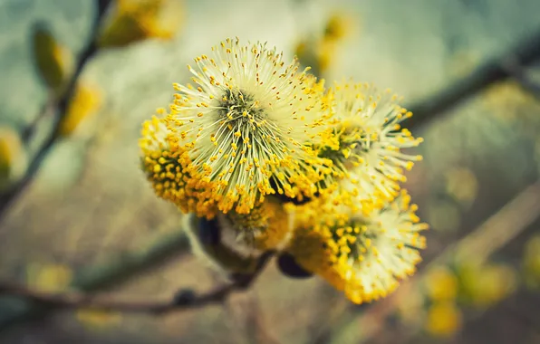 Picture yellow, branch, blur, Verba