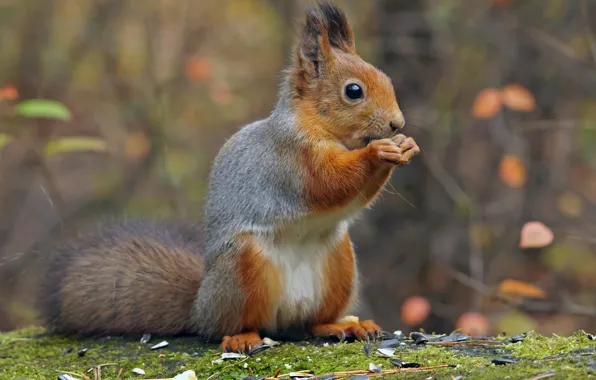Autumn, Park, squirrel