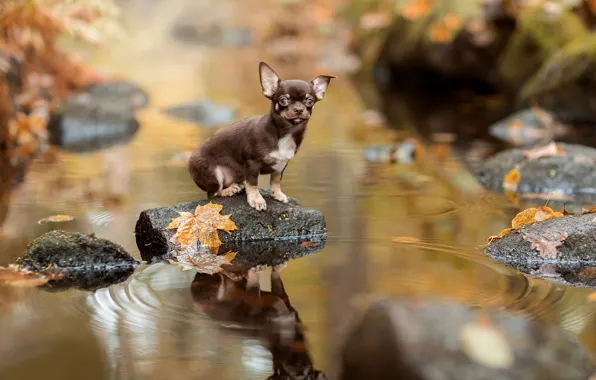 Autumn, leaves, water, reflection, stones, doggie, Chihuahua, dog