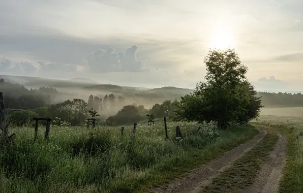 Road, greens, field, summer, the sky, grass, the sun, clouds