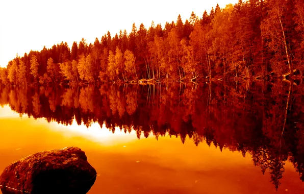 Autumn, forest, reflection, trees, nature, river, forest, river