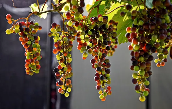 Picture grapes, fruit, bunches