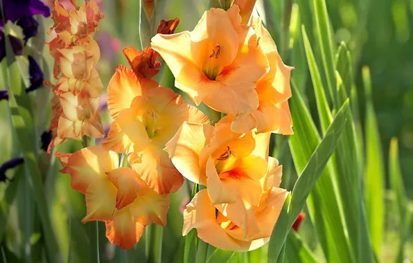 Summer, flowers, gladiolus