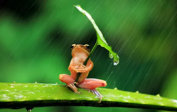 Picture background, rain, leaf, frog