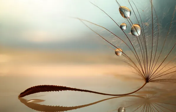Drops, macro, reflection, dandelion