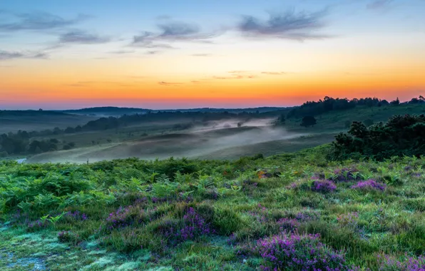 Field, forest, the sky, grass, flowers, fog, dawn, hills