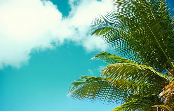 Picture the sky, nature, Halay Alex, palm tree