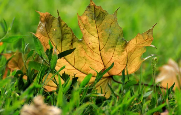 Picture autumn, grass, macro, sheet