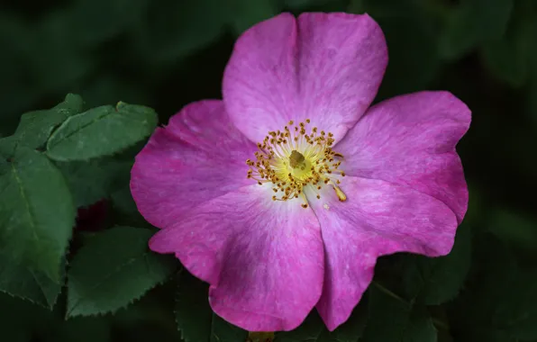 Leaves, macro, flowers, the dark background, briar, pink