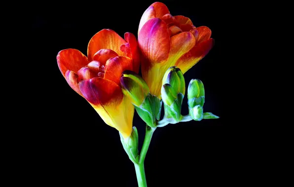 Macro, flowers, freesia