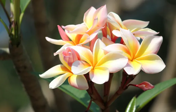 Light, flowers, branch, yellow, flowering, plumeria, frangipani, exotic