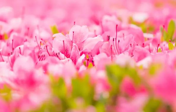 Leaves, flowers, spring, pink, flowering, a lot, bokeh, Azalea