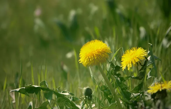 Picture grass, spring, dandelions