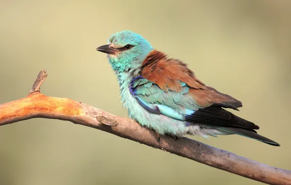 Branches, bird, bird, Roller