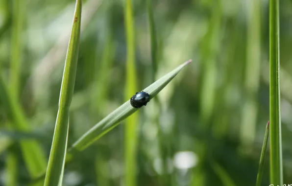 Greens, grass, macro, beetle, insect