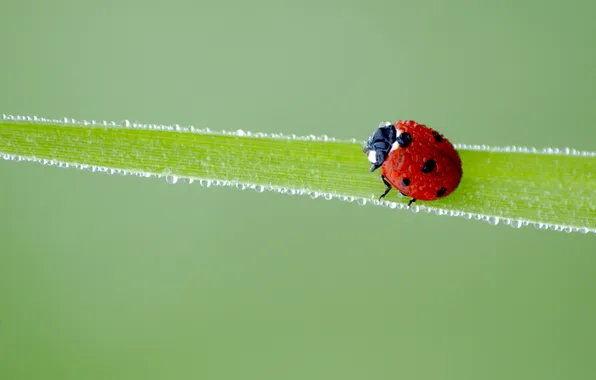 Picture drops, sheet, ladybug