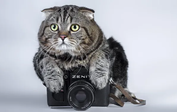 Picture cat, look, zenit
