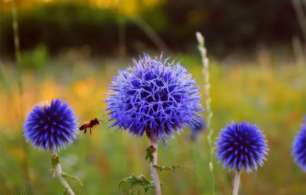 Bumblebee, Blue flowers, Blue flowers