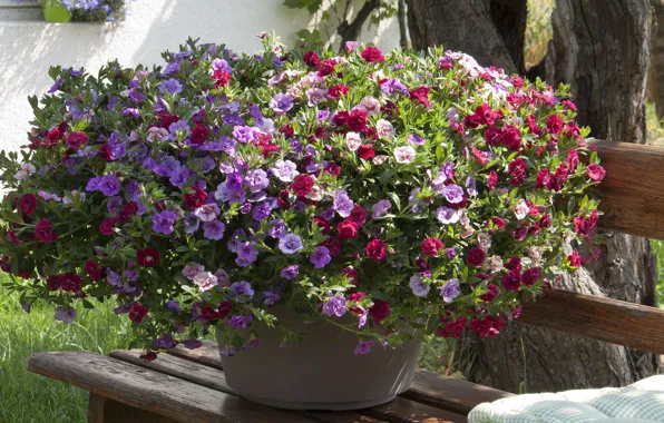 Picture flowers, pot, calibrachoa