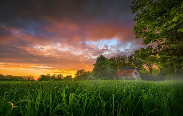 Picture field, the sky, grass, sunset, home, corn