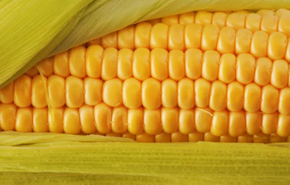 Macro, yellow, color, food, corn, food, delicious, corn