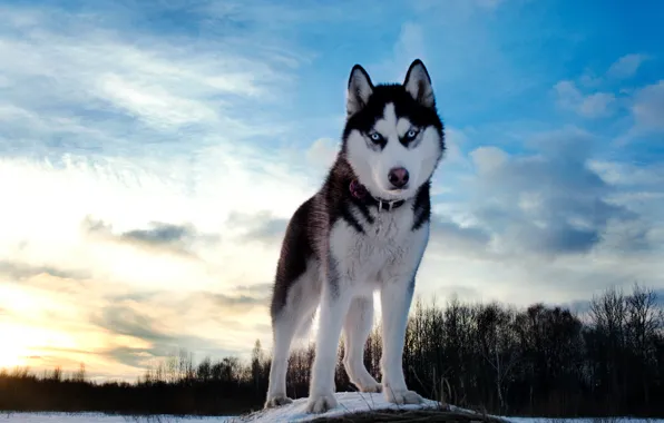 Winter, the sky, dog, husky