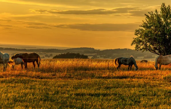 Field, forest, the sky, grass, clouds, sunset, tree, horses