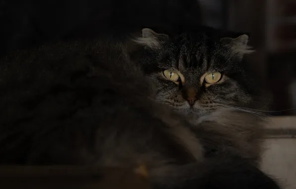 Cat, cat, mustache, look, pose, the dark background, grey, portrait