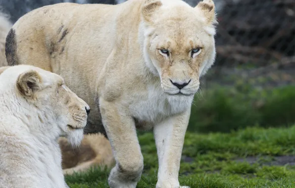 Picture cat, look, face, white, lioness, ©Tambako The Jaguar