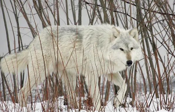 Nature, predator, animal, wolf, wildlife, portrait, portrait., Canis lupus. face